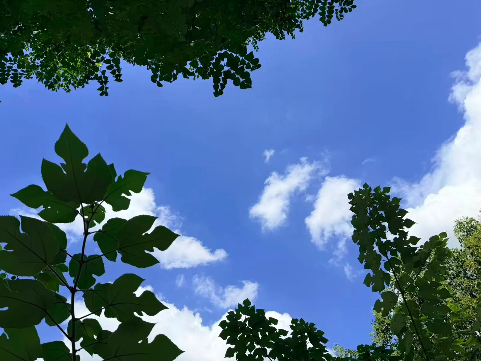树叶边缘与白色云朵