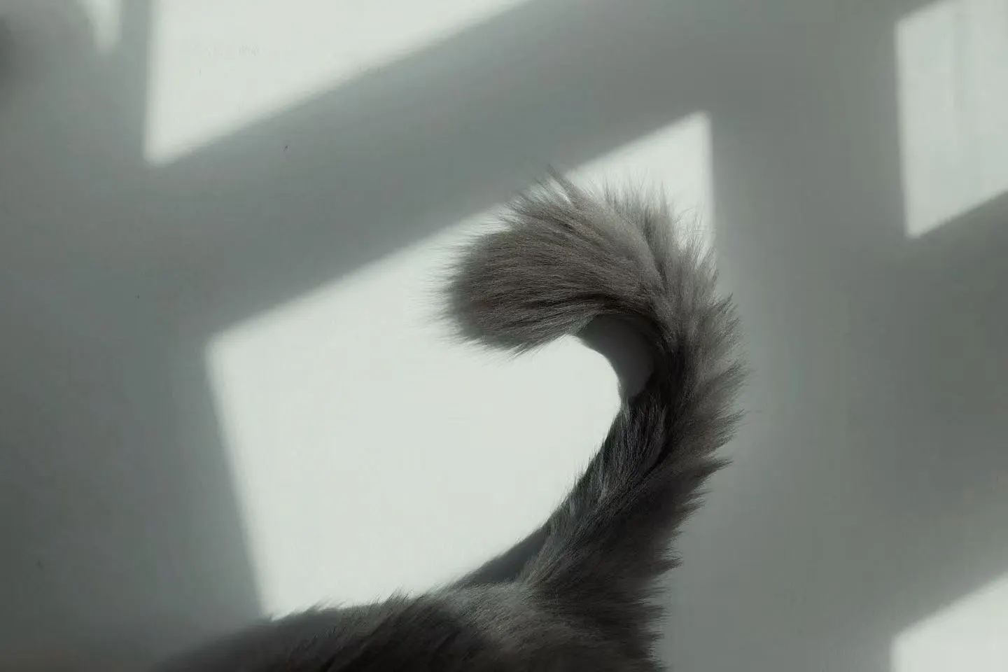阳光投在墙上的猫尾影子