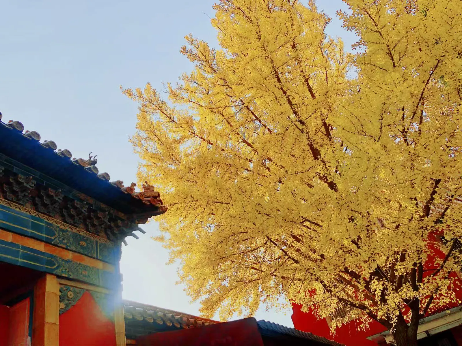 黄色银杏与传统屋檐