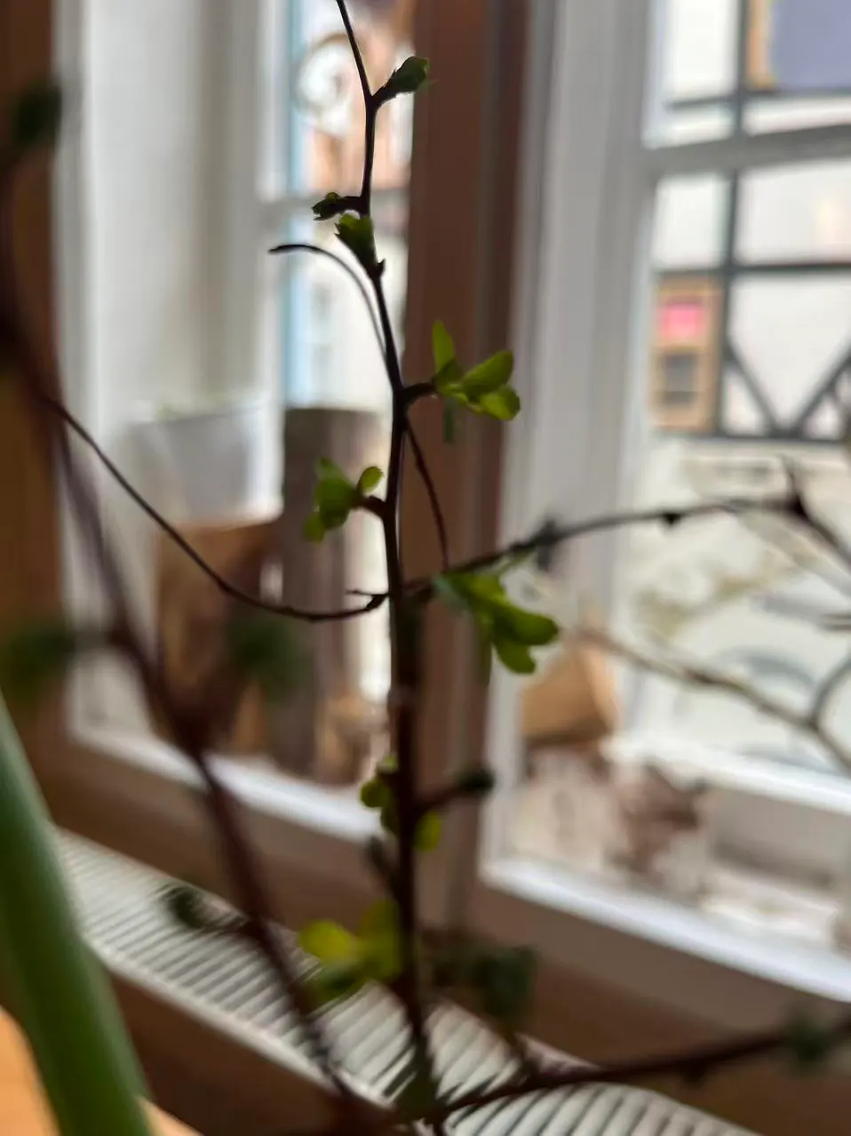 窗边的植物与朦胧街景