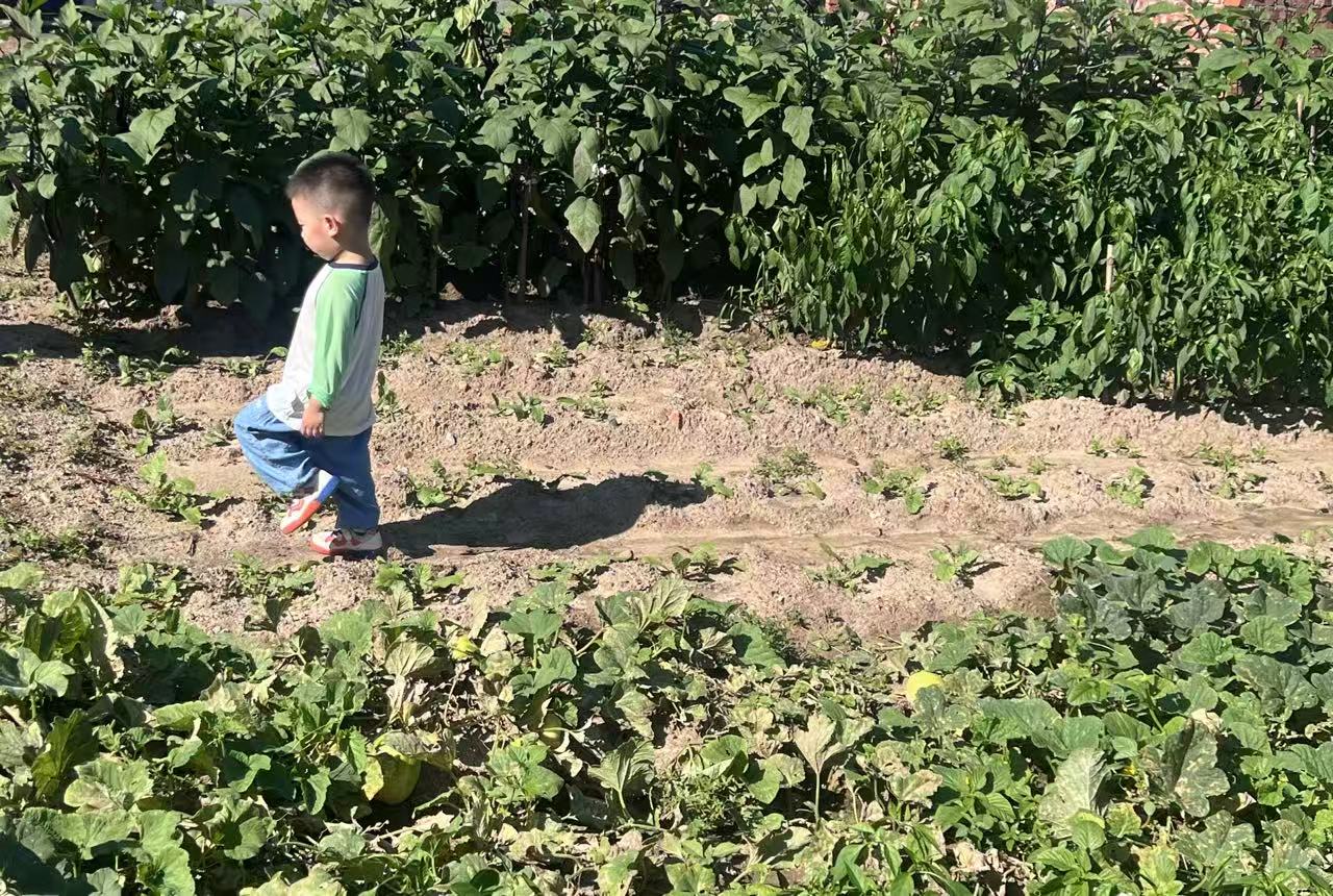 孩子走在阳光下的蔬菜田间