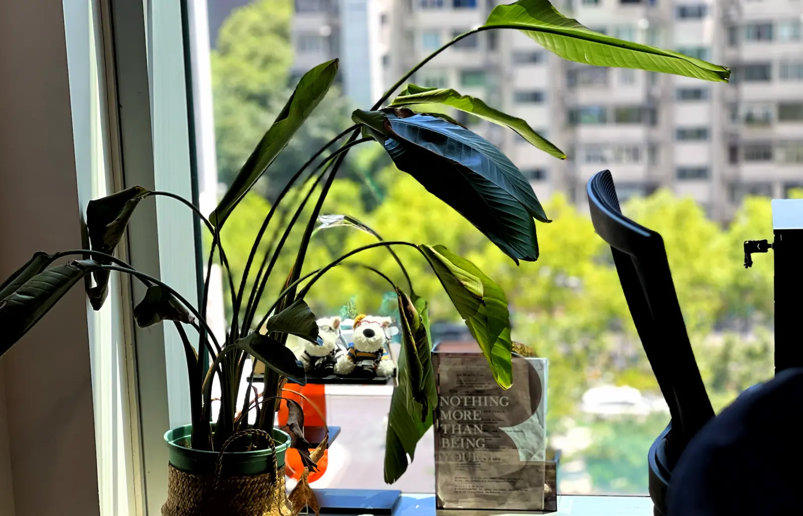 事橙办公室窗边的绿植与城市景色