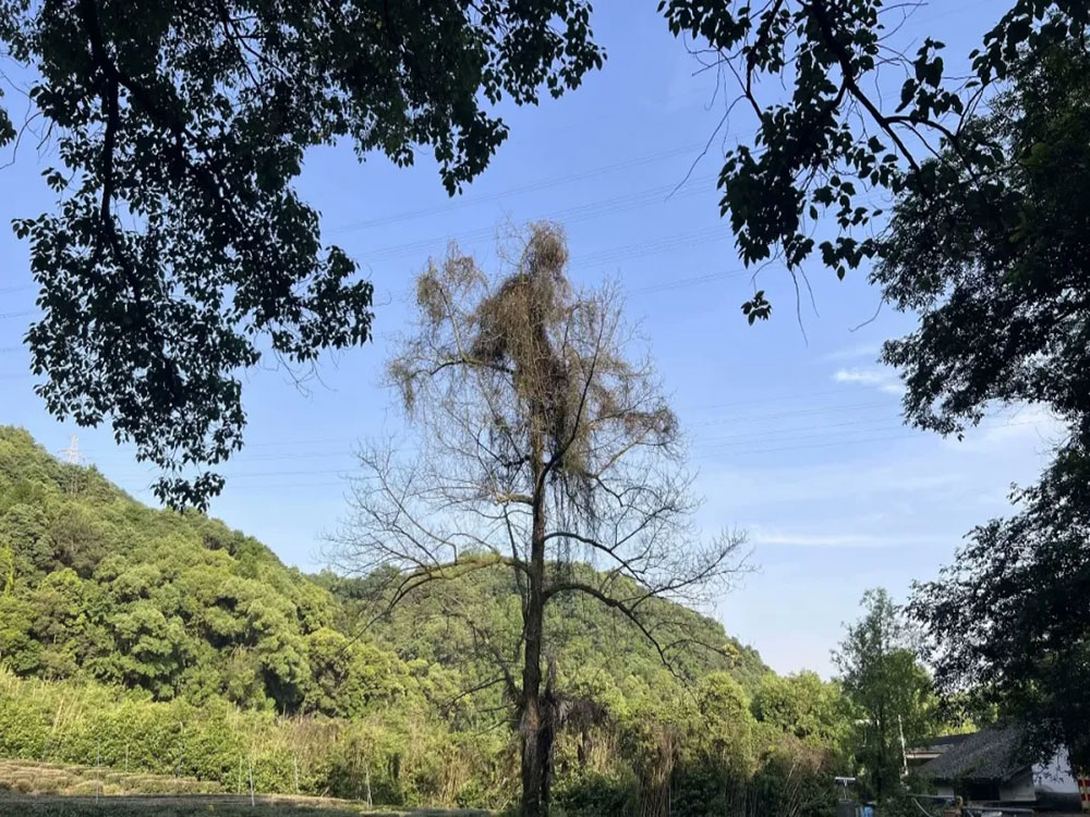 系统洁癖